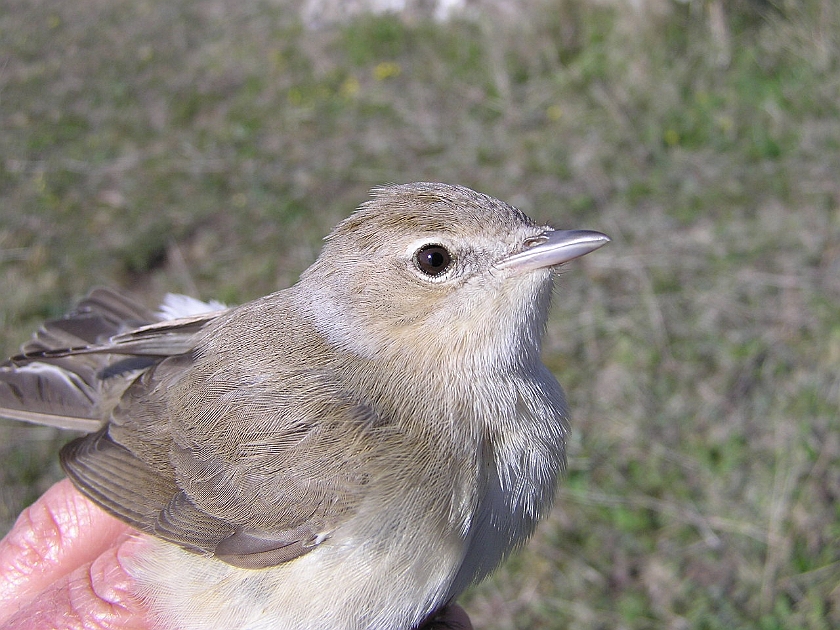 Garden Warbler, Sundre 20050514